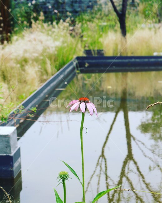 자연,꽃,생태,국화,정원,식물,자연,plants,nature,꽃,flower