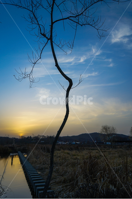 겨울,석양,나무,해넘이,감성,노을,풍경,자연,풍경,nature,landscape,식물,plants,나무,trees,wood,outdoors,옥외