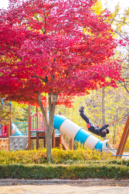 단풍나무,놀이터,그네,빨간단풍,swing,가을,계절,fall,autumn,season,놀이공원,놀이동산,놀이터,amusement park,playground