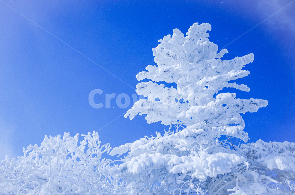 상고대,눈쌓인,겨울나무,눈내린,겨울산,폭설,겨울,계절,winter,season,자연,풍경,nature,landscape,outdoors,옥외