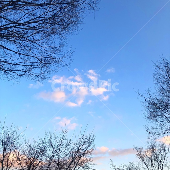 하늘,화창,구름,날씨,햇빛,파란,푸른,sky,cloud,blue,기분좋은,따뜻한,봄날,노을,자연,풍경,nature,landscape,tree,나무,plant,식물