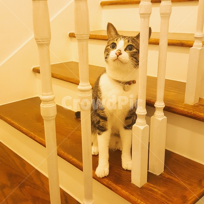 고양이,동물,애완묘,냥이,귀여움,동물,animal,포유류,mammal,고양이,cat,kitten,kitty