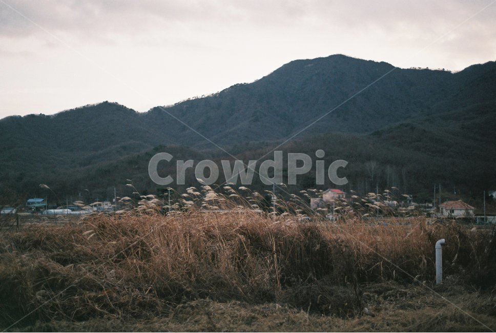 억새,갈대,풍경,자연,필름,감성,시골,자연,풍경,nature,landscape,outdoors,옥외