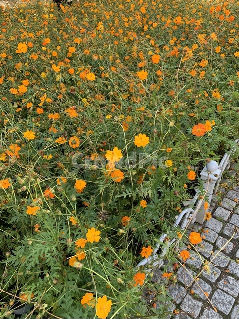 field,들,자연,nature,꽃,식물,자연,plants,nature,꽃,flower