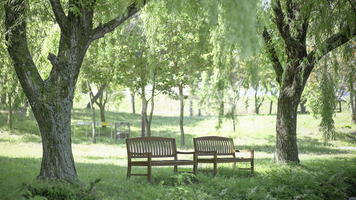 공원,벤치,버드나무,여름,녹색,bench,tree,나무,plant,식물,자연,풍경,nature,landscape,휴식,힐링,rest,relaxation,healing