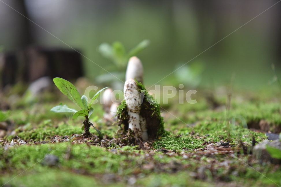 버섯,야생버섯,들버섯,습지버섯,이끼,자연,mushroom,wildmushroom