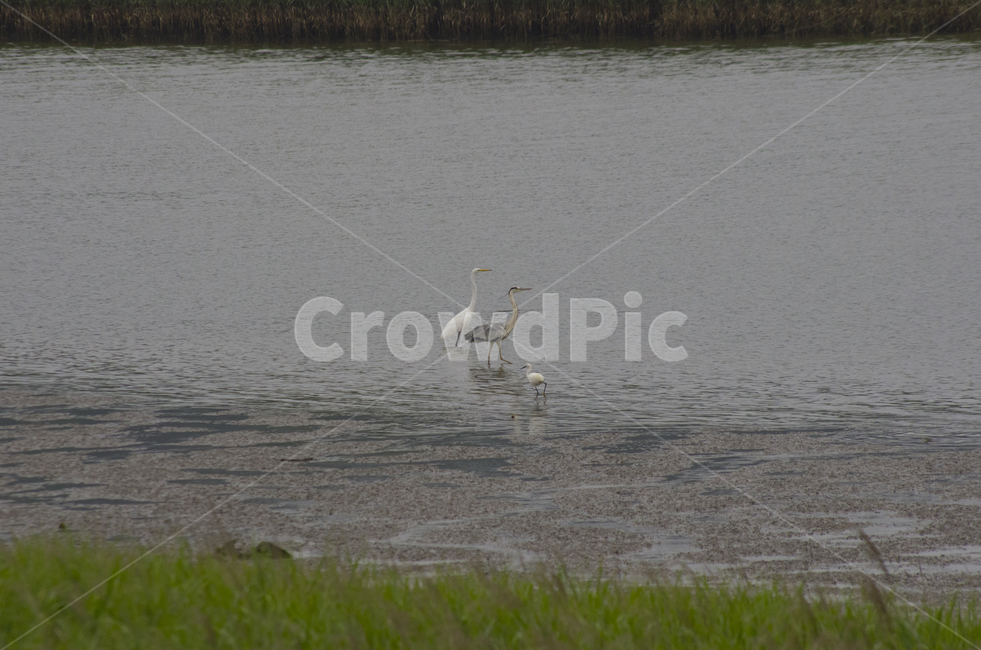 물새,왜가리,갈매기,조류,강가,river,heron,seagull,bird,lake,풍경,풍경사진,감성,감성사진,정취