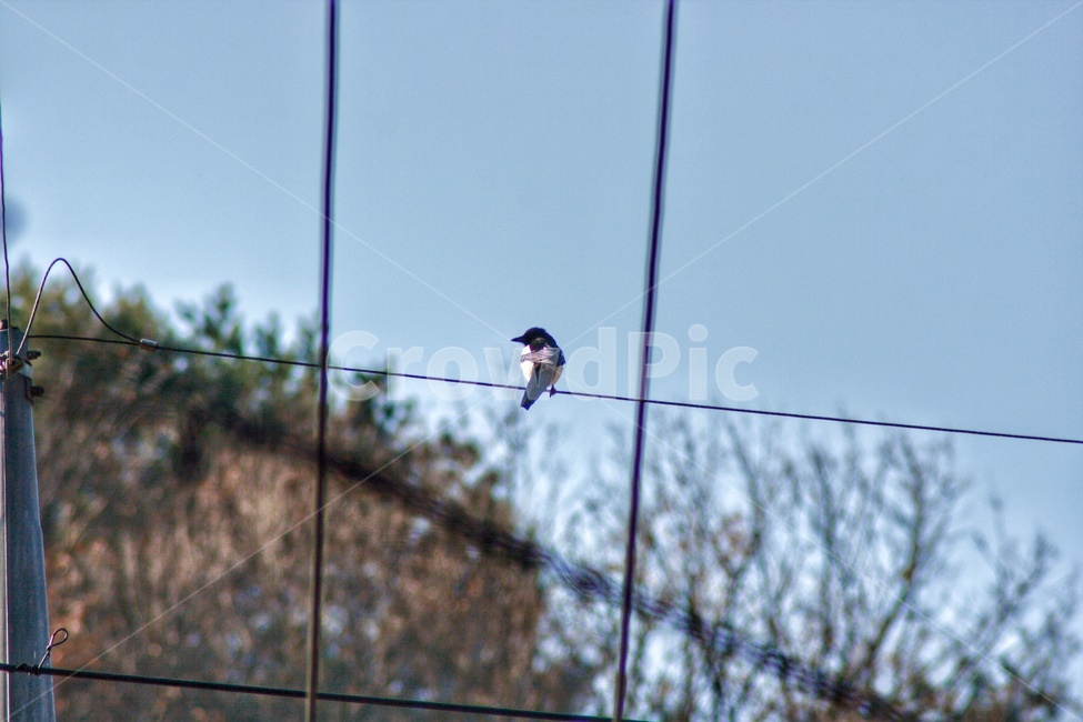 새,동물,bird,animal,flying,조류,새,birds