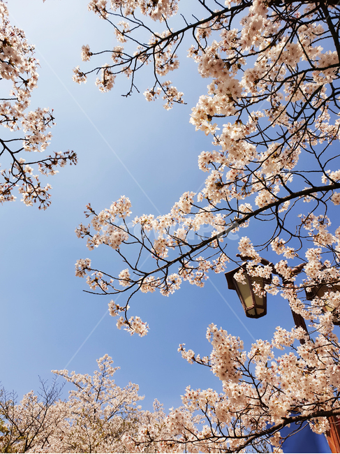 벚꽃,꽃,봄,하늘,flower