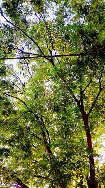 잎사귀,나무,하늘,느낌,재미,식물,자연,plants,nature,나무,trees,wood