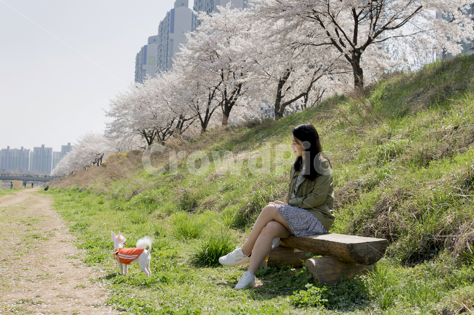 person,사람,human,동물,강아지,벚꽃,dog,cherryblossom,사람,인물,인간,human,person,여성,여자,woman,female,lady