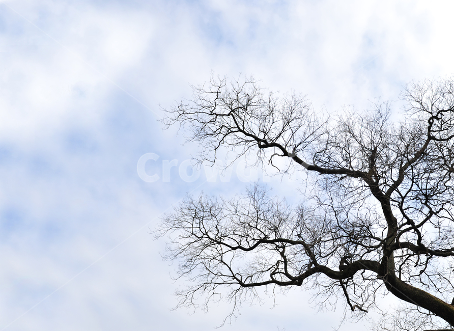tree,나무,하늘,앙상한가지,구름,청명