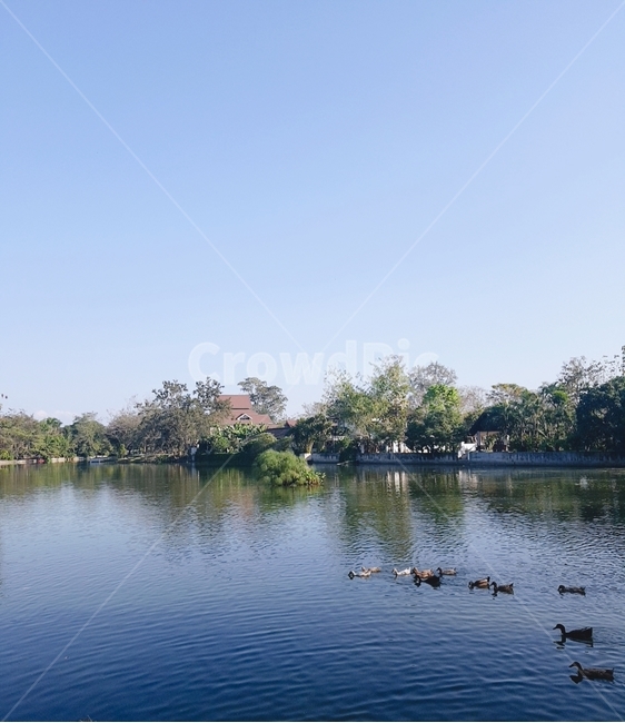 nature,자연,호수,오리,lake