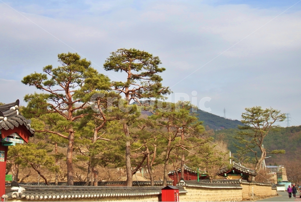 유적지,담,하늘,고송,소나무,자연,풍경,nature,landscape,한국자연풍경,한국자연경관,korea nature landscape,human,인간,person,사람,outdoors,옥외,tree,나무,plant,식물