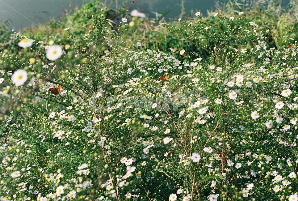 꽃,나비,계란꽃,풀,흰꽃,여름,초록,식물,자연,plants,nature,꽃,flower