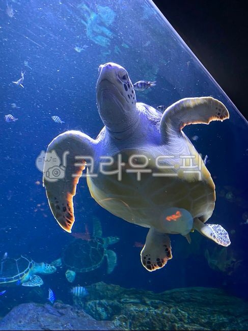거북이,거북이수영,turtle,거북이배,거북이다리