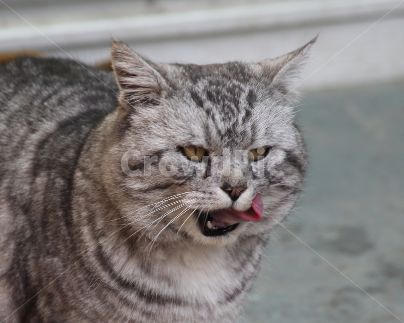 반려묘,고양이,길냥이,동물,cat,동물,animal,포유류,mammal,고양이,cat,kitten,kitty