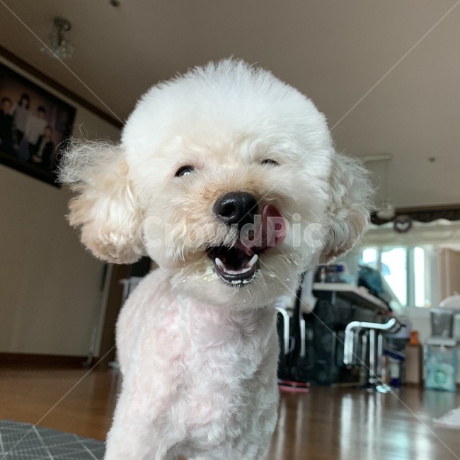 강아지,내사랑,가족,귀여움,개