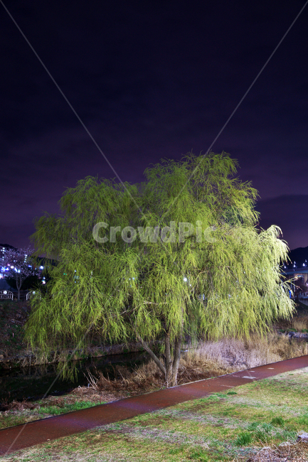 버드나무,낙엽고목,나무,봄,습지,수렴제,해열제,약재,자연,풍경,nature,landscape,야경,밤,nightscape,night,tree,plant,식물