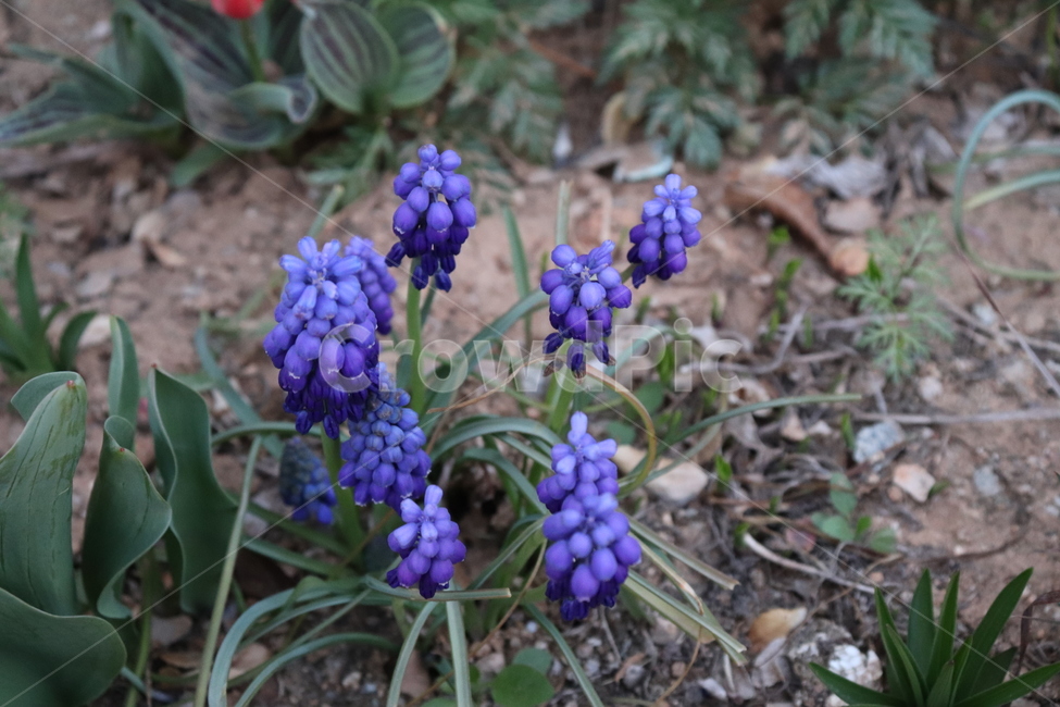 무스카리,꽃,보라색,보라색꽃,정원,마당,백합,muscari,flower,garden,식물,자연,plants,nature,꽃,flower