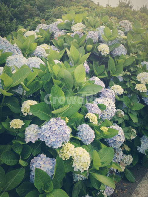 수국,꽃,hydrangea,flower,여름,summer,관목,제주도