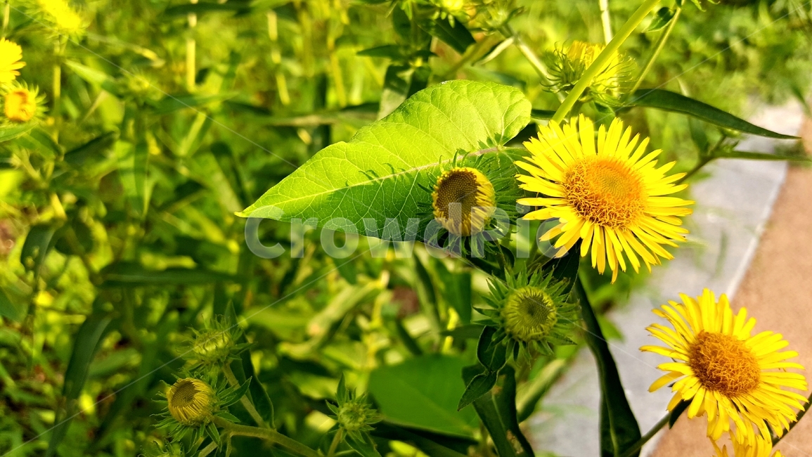 산국,국화과,노랑꽃,식물,자연,Northchrysanthemum,여러해살이