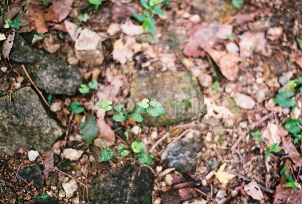 이끼,식물,여름,나뭇잎,감성,필름,식물,자연,plants,nature