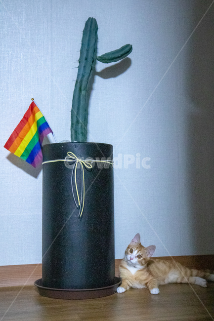 아기고양이,집고양이,선인장,레인보우플래그,치즈태비,동물,animal,포유류,mammal,고양이,cat,kitten,kitty