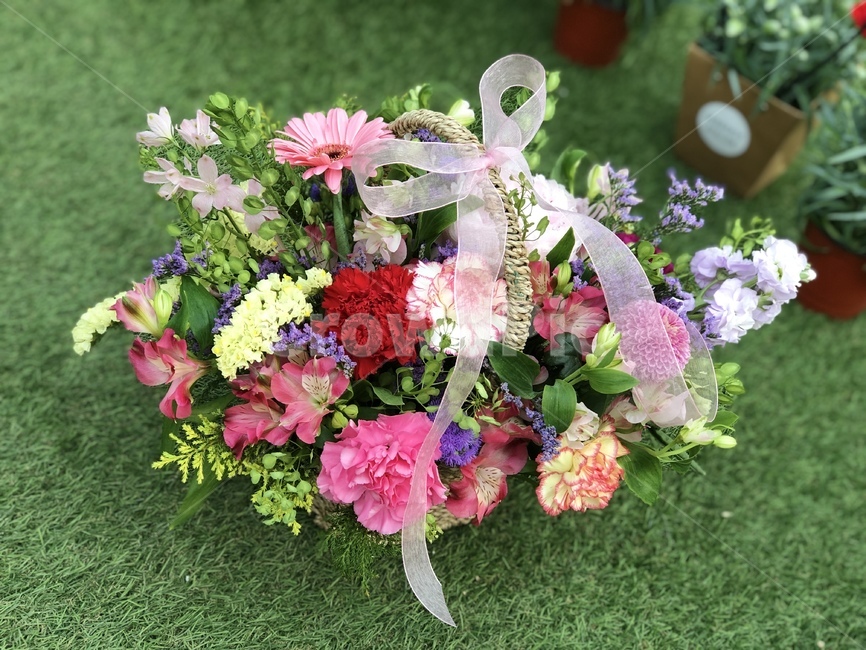 꽃바구니,카네이션,꽃꽂이,화훼,꽃선물,식물,자연,plants,nature,꽃,flower,기념일,축하,anniversary,congratulation,celebrate,celebration