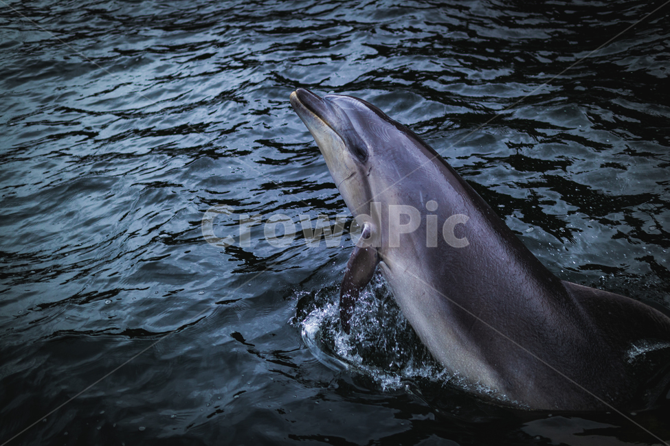 돌고래,동물,바다,animal,dolphin,동물,animal,포유류,mammal
