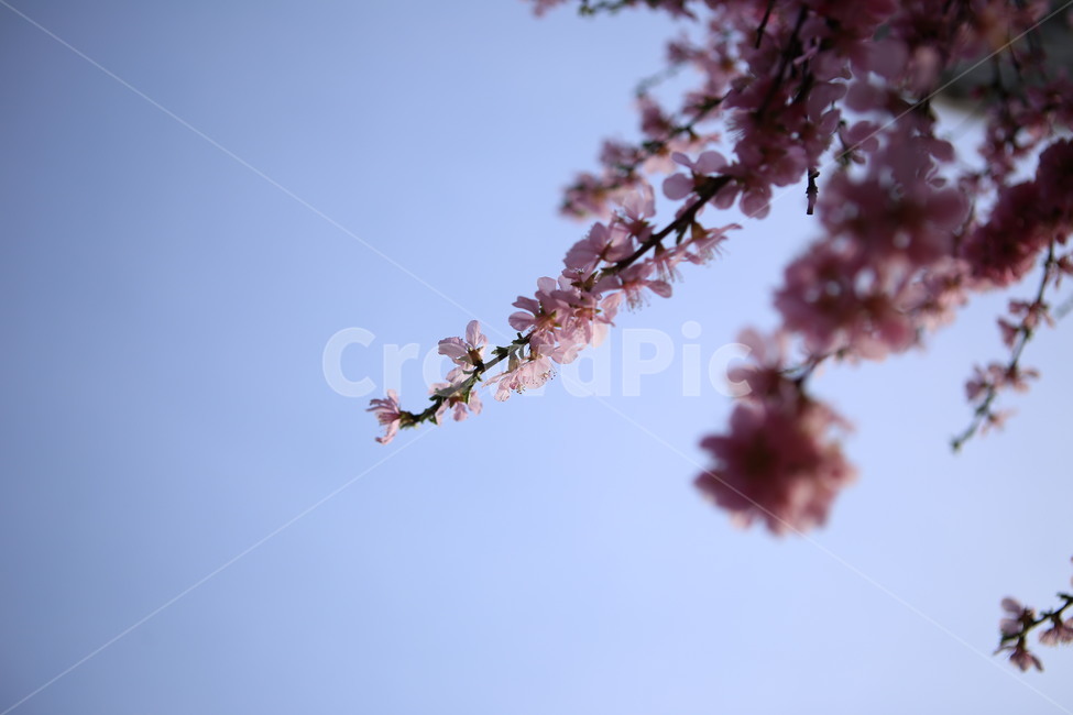 꽃,분홍꽃,봄,spring,앵두꽃,하늘,푸른하늘,식물,blossom,flower,봄,계절,spring,season
