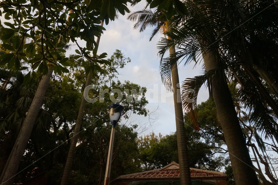 나무,coconuttree,야자수,숲,forest,garden,정원,옥외,outdoors,우거진,leaf