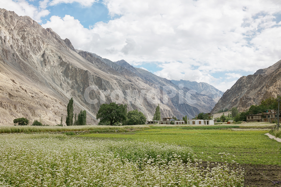 nature,자연,outdoors,옥외,india,인도,라다크,ladakh,tree,나무,plant,식물,mountain,산,뚜르뚝,turtuk,k2,히말라야,himalaya,배경화면,바탕화면,자연경관,메밀꽃밭,자연,풍경,nature,landscape,해외,외국,세계,foreign,oversea,world,세계자연풍경,해외자연풍경,외국자연풍경,world nature landscape