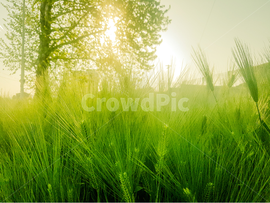 풍경,자연,Nature,청보리,보리,식물,자연,plants,nature,감성,sensible,feeling,휴식,힐링,rest,relaxation,healing