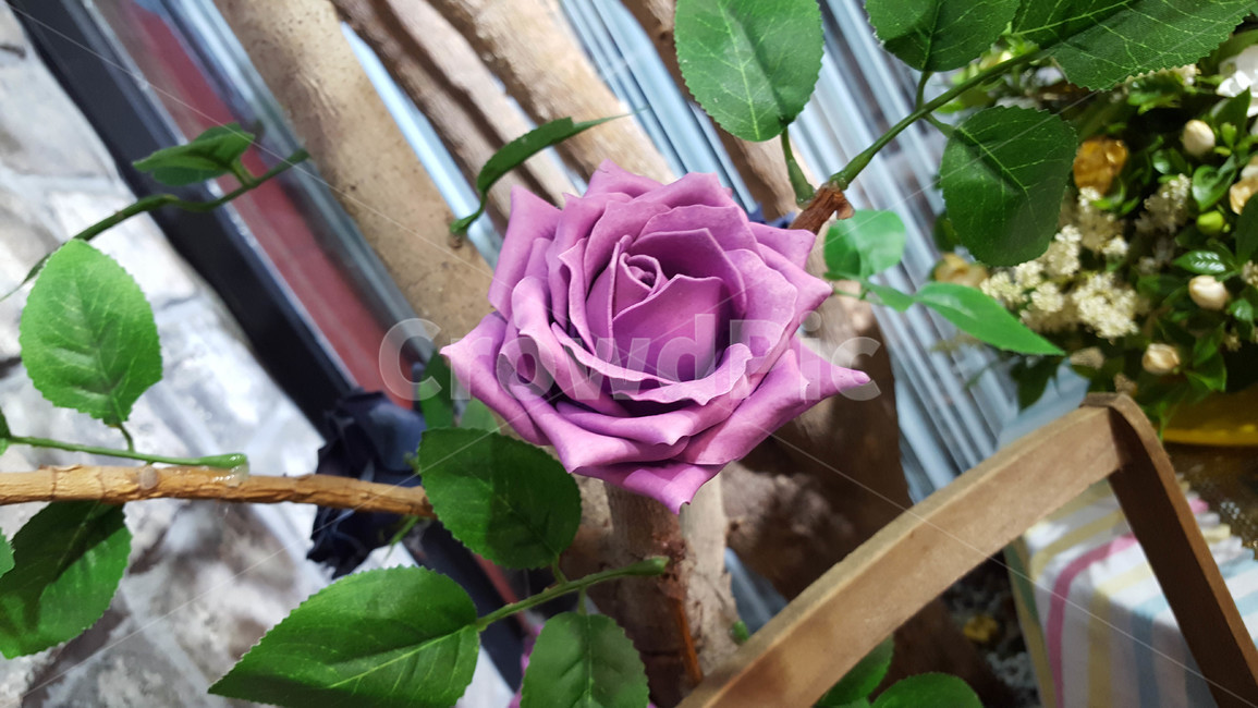 꽃,근접,flower,조화,장미