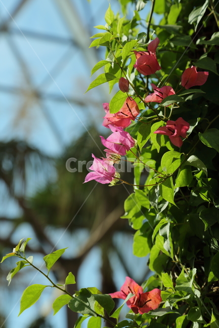 꽃,식물,flower,봄꽃,분홍꽃