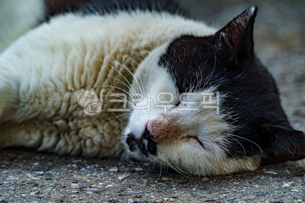 sleep,doze off,stray cat,mammal,cat,snooze,straycat,nap,Korean shorthair,Korean short hair,nature,slumber,alleycat,asphalt,mammals,animal,shorthair