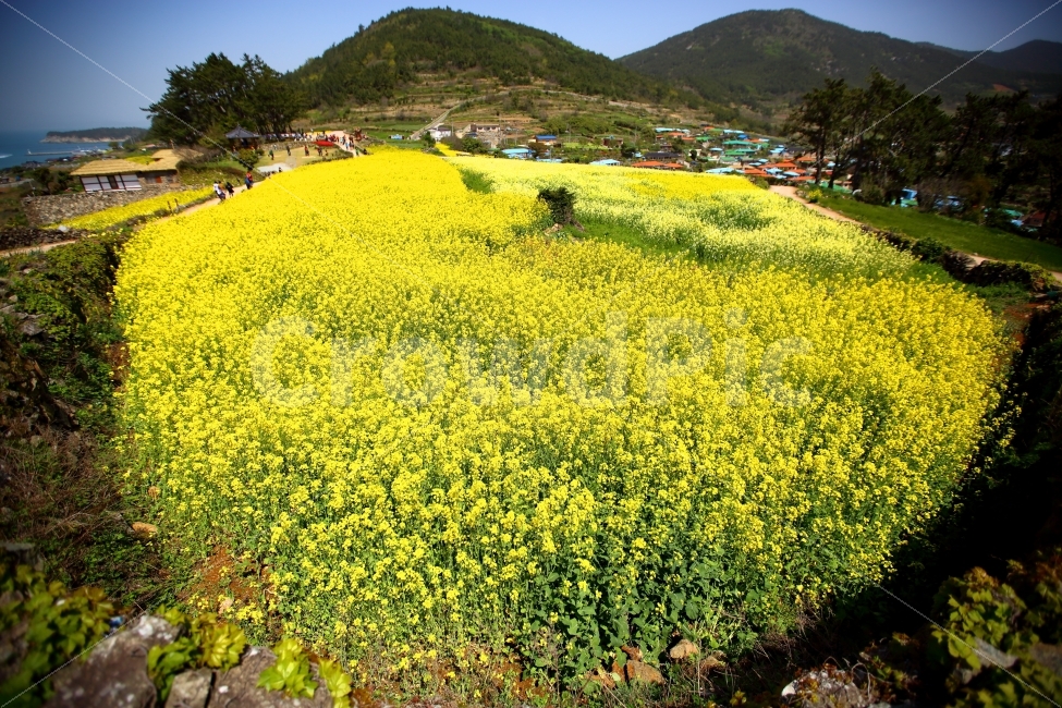 완도,청산도,유채꽃,어안렌즈,노란꽃,식물,풍경,자연,섬,배,자연,풍경,nature,landscape,한국자연풍경,한국자연경관,korea nature landscape,시골,마을,country,rural,town,field,들,outdoors,옥외,grassland,목초지