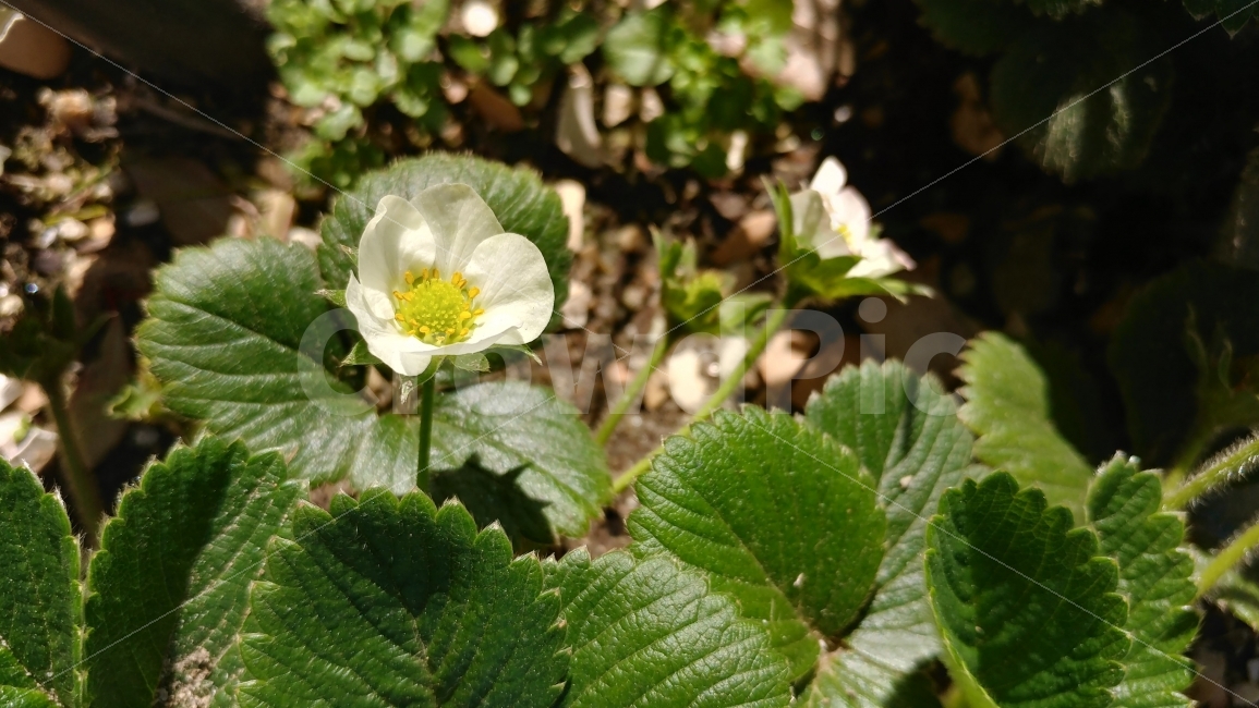딸기꽃,하얀꽃,채소꽃,앞마당,텃밭,정원,strawberry,strawberryflower,whiteflower,gardeningfun,garden,frontyard,mygarden,식물,자연,plants,nature,꽃,flower