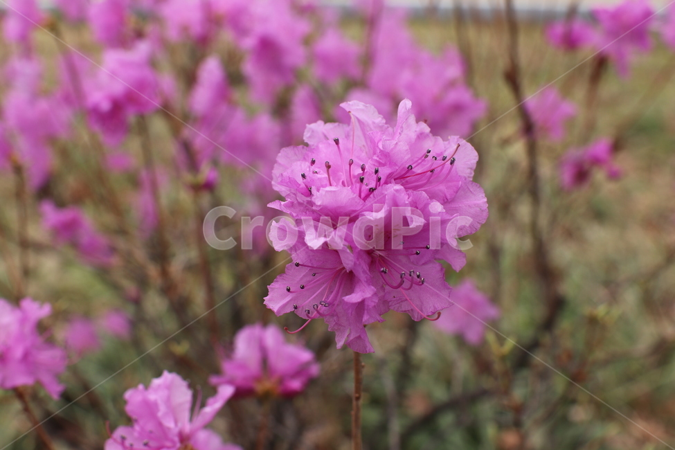 진달래,철쭉,봄꽃,봄,분홍색꽃,보라색꽃,flower,spring,예쁜꽃,예쁜,꽃,접사,꽃접사,확대,클로즈업