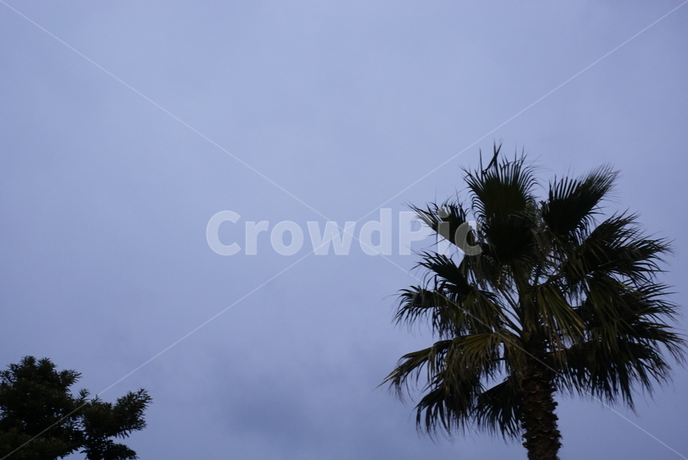 저녁,하늘,구름,야자수,제주도,나무,자연,자연,풍경,nature,landscape,tree,plant,식물,palm tree