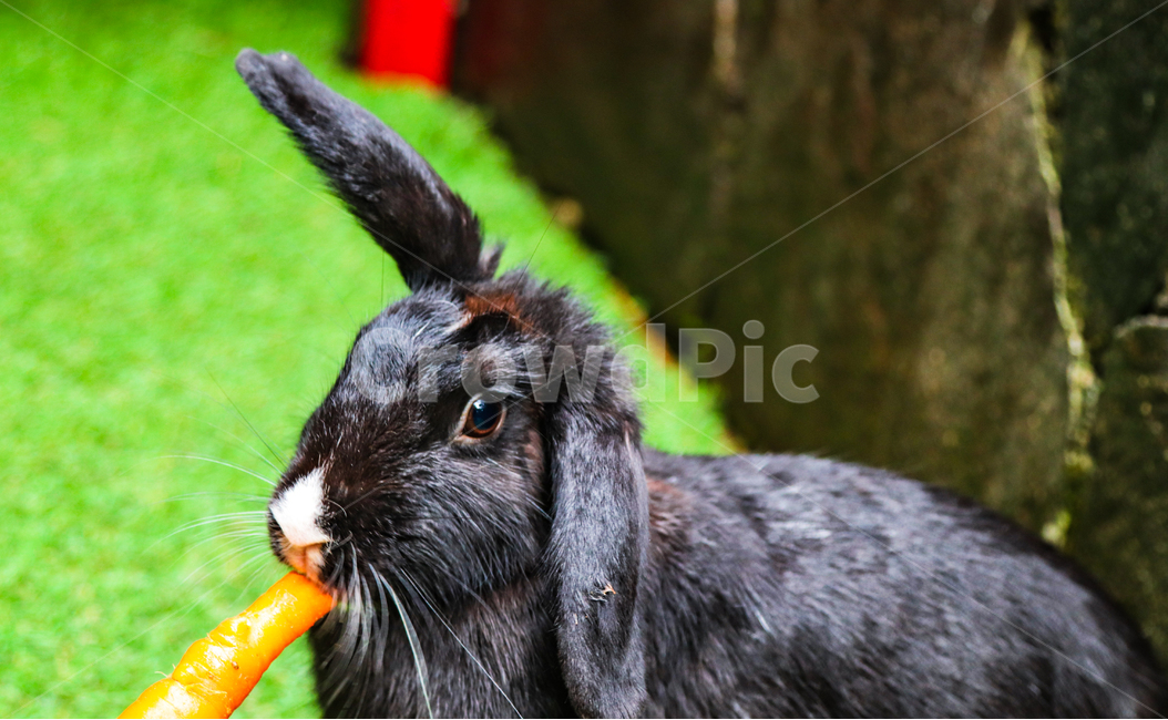 토끼,먹는,당근,동물,초식,동물,animal,포유류,mammal
