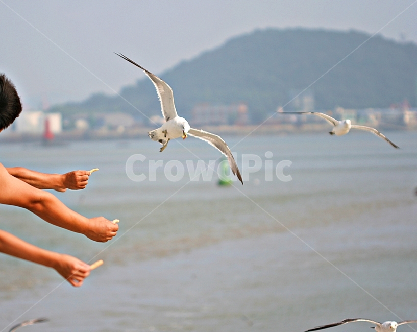 갈매기,새,먹이주기,바다,풍경,동물,animal,조류,새,birds,사람,인물,인간,human,person,신체일부,몸,body