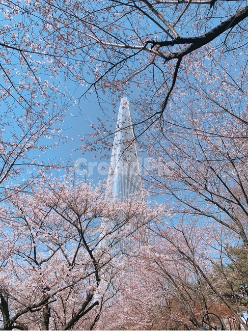 building,벚꽃,나무,봄,spring,롯데타워,tower