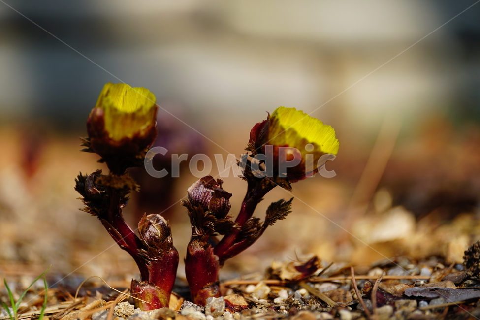 복수초,봄꽃,한국자연,꽃,꽃사진,플라워,flower,봄,spring,식물,plants,자연,nature,풍경,landscape,계절,season,snap,스냅,접사,macro,closeup,클로즈업,감성사진,감성,힐링,healing,느낌,feel,feeling,꽃밭,화단,나무,나뭇가지,tree,꽃봉오리,3월,March,야생화,봄,계절,spring,season,식물,자연,plants,nature,꽃,flower