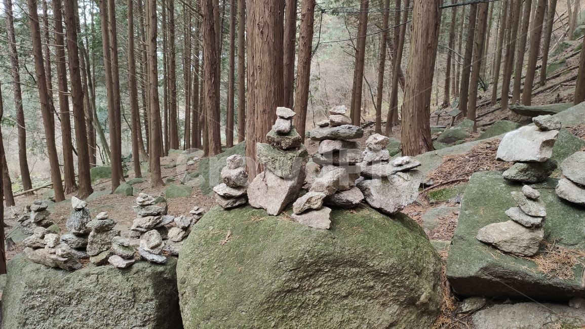 cypress,편백나무,편백,측백나무,노송나무,히노끼,피톤치드