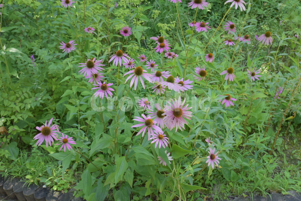 야생화,꽃,풍경,자연,숲,식물,자연,plants,nature,꽃,flower