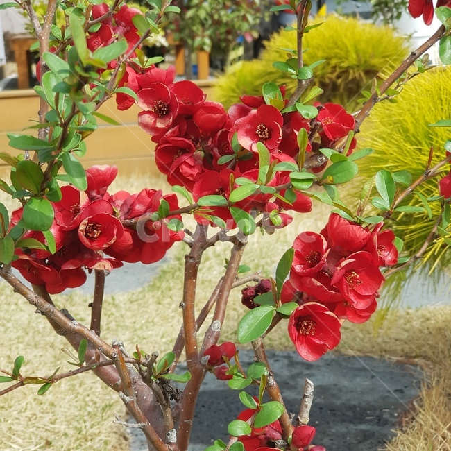 plant,식물,정원,꽃,flower,빨간꽃,빨간꽃,빨강,레드,red