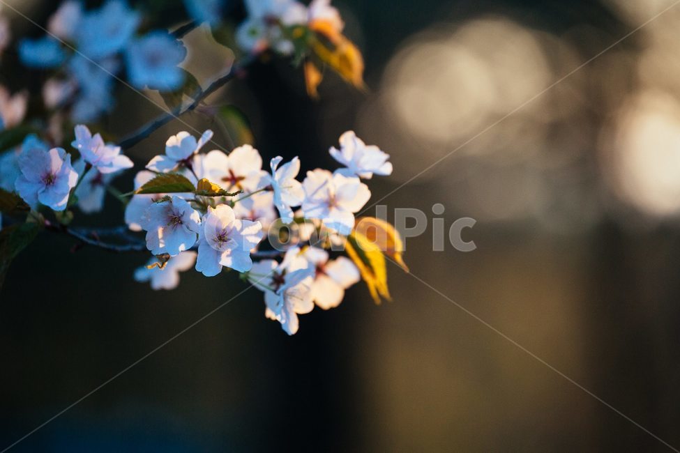 spring,Cherry Blossom,petal,Flowers at sunset,nature,flower branch