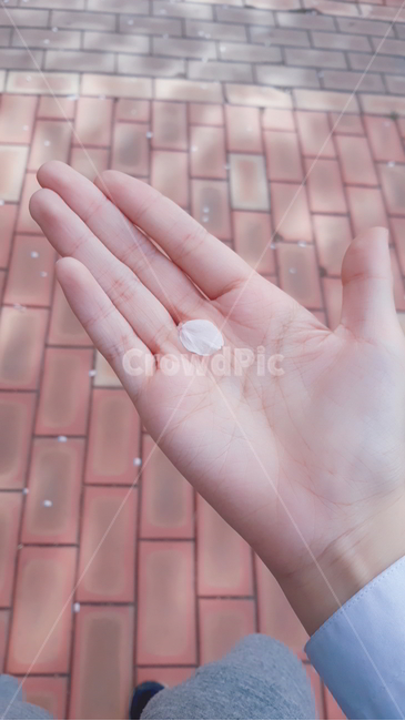 손,벚꽃,꽃잎,꽃,봄